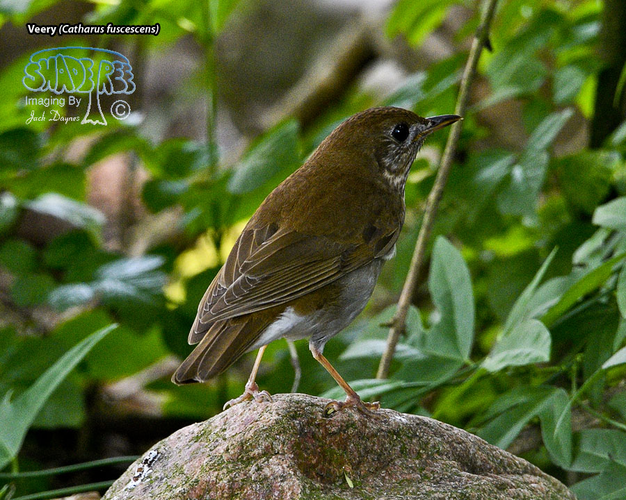 Veery - Catharus fuscescens