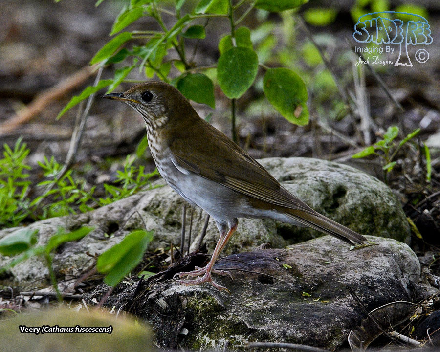 Veery - Catharus fuscescens