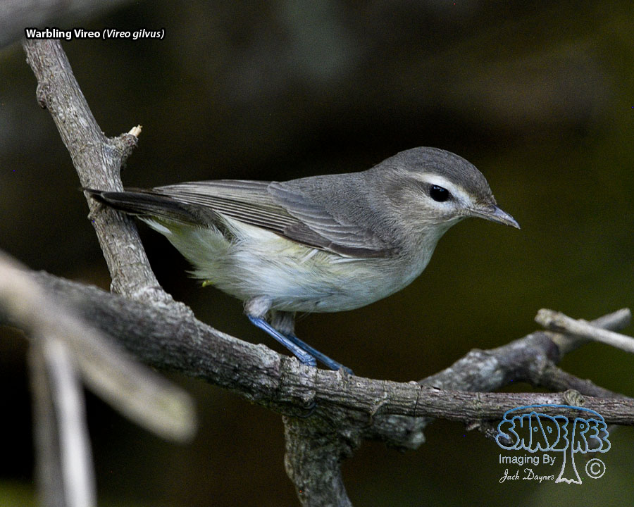 Warbling Vireo - Vireo gilvus