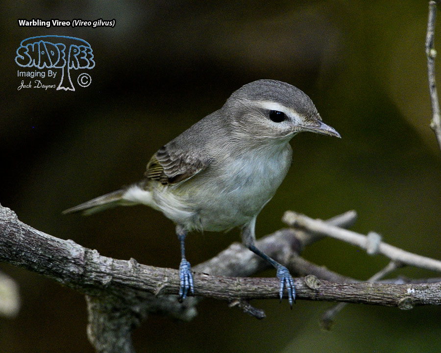 Warbling Vireo - Vireo gilvus