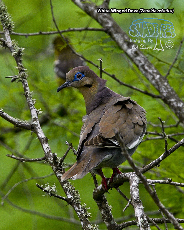 White-Winged Dove - Zenaida asiatica