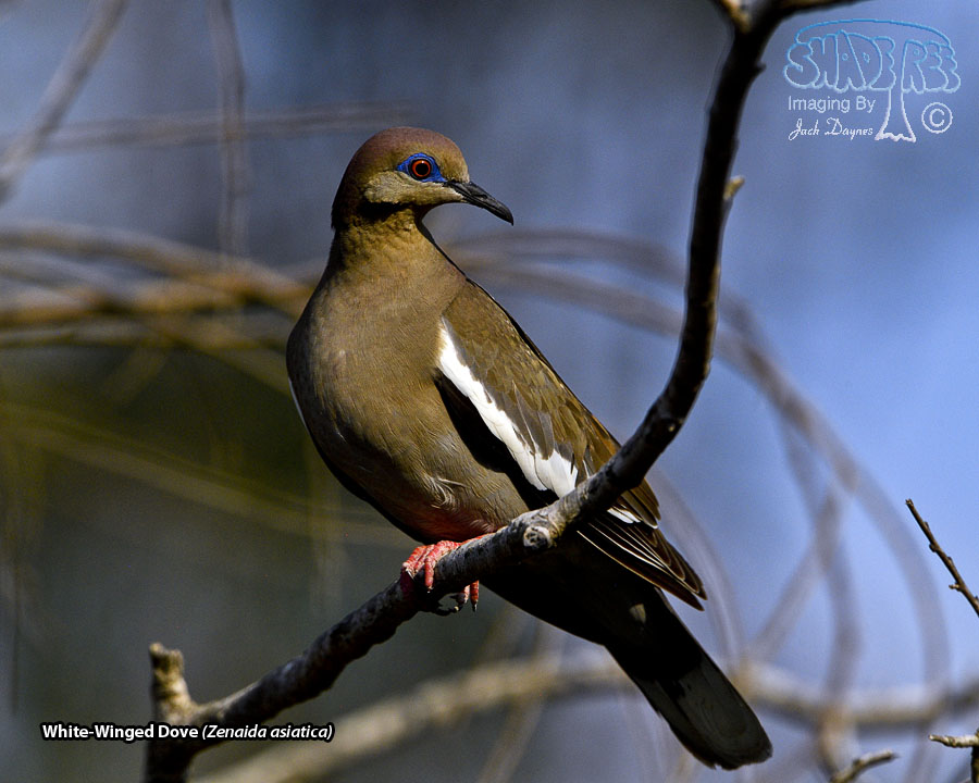 White-Winged Dove - Zenaida asiatica
