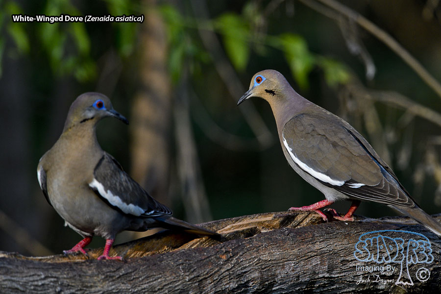 White-Winged Dove - Zenaida asiatica