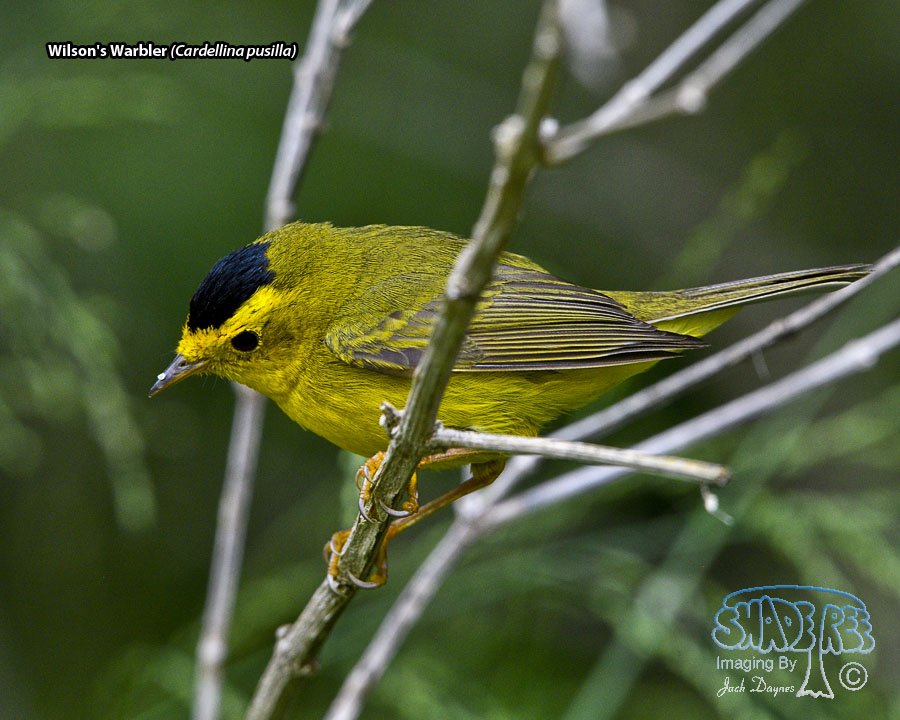 Wilson's Warbler - Cardellina pusilla