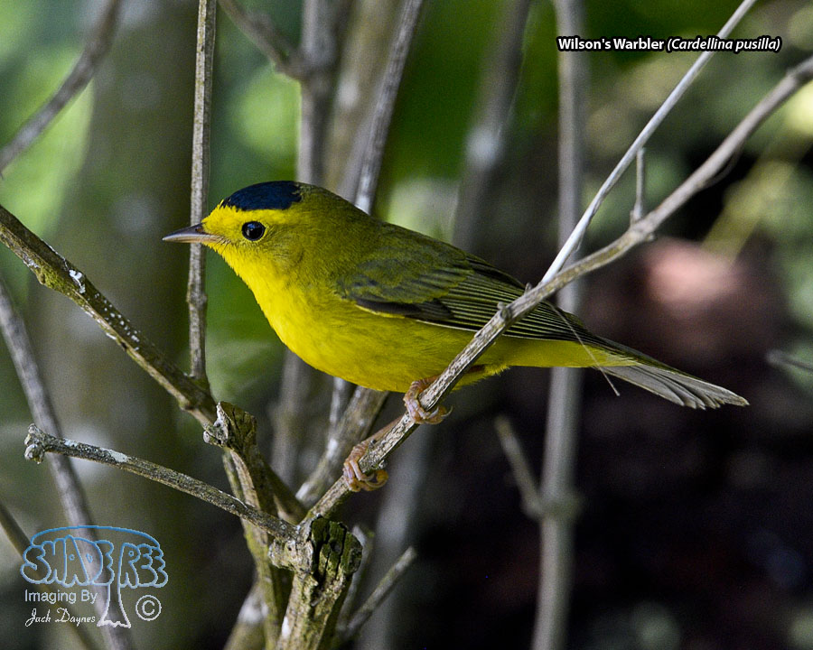 Wilson's Warbler - Cardellina pusilla