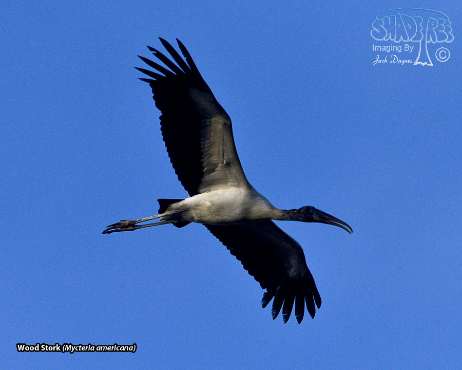 Wood Stork - Mycteria americana