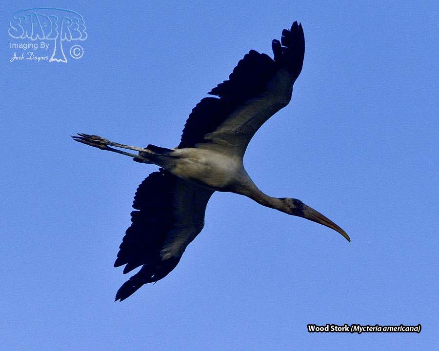 Wood Stork - Mycteria americana