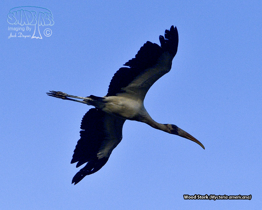 Wood Stork - Mycteria americana