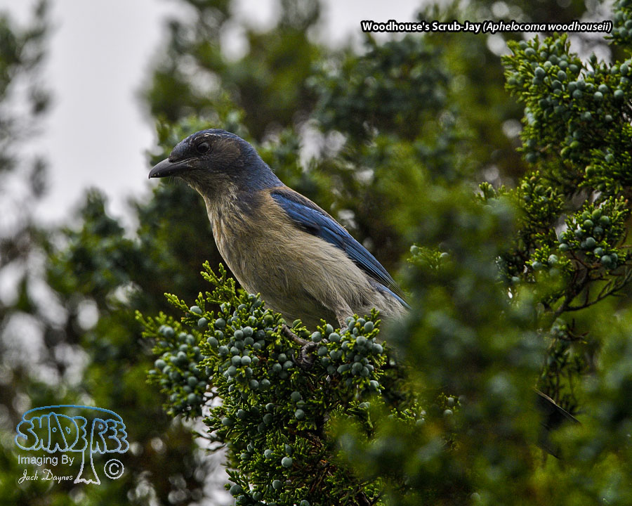Woodhouse's Scrub-Jay - Aphelocoma woodhouseii