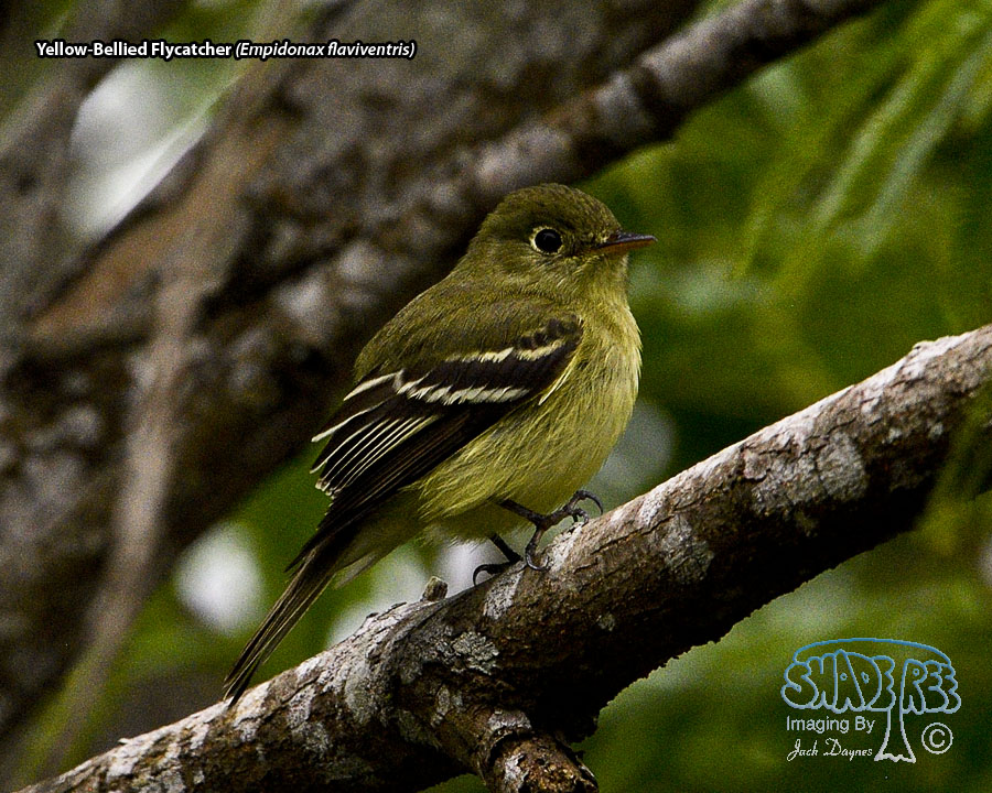 Yellow-Bellied Flycatcher - Empidonax flaviventris
