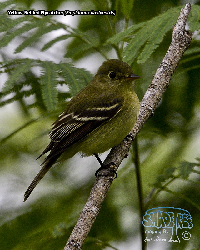 Yellow-Bellied Flycatcher - Empidonax flaviventris
