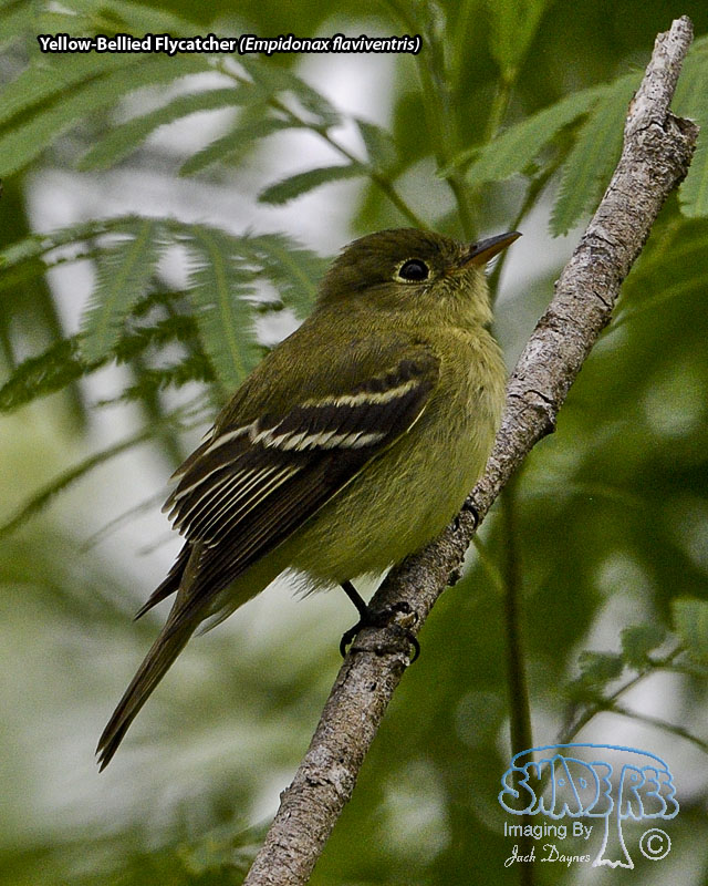 Yellow-Bellied Flycatcher - Empidonax flaviventris