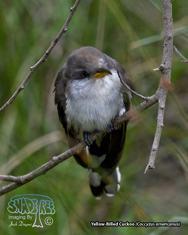 Yellow-Billed Cuckoo - Coccyzus americanus