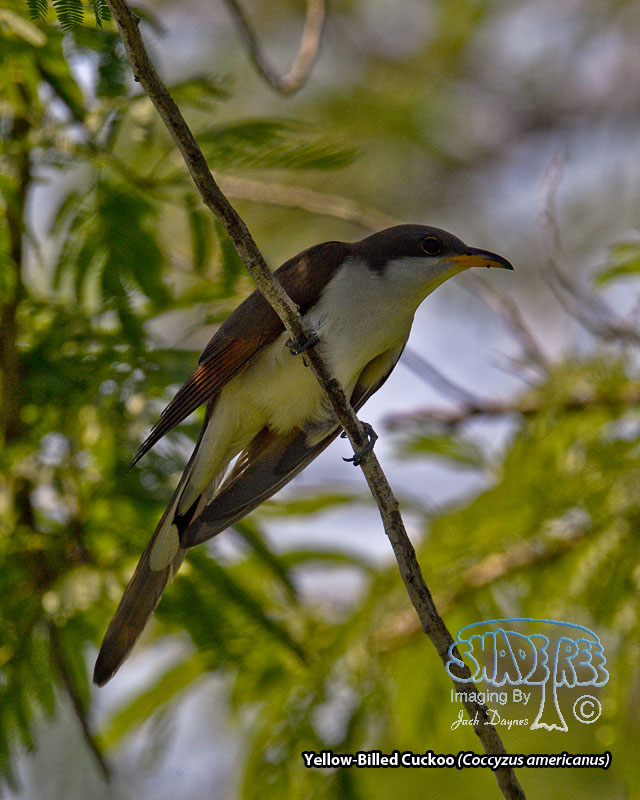 Yellow-Billed Cuckoo - Coccyzus americanus
