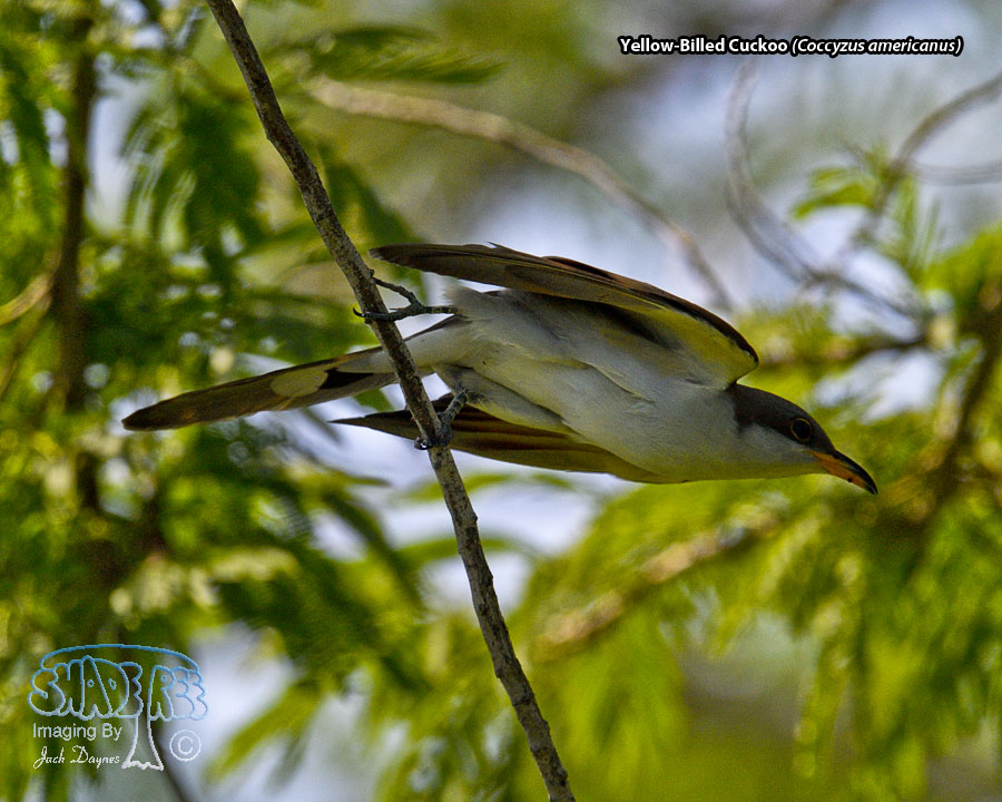 Yellow-Billed Cuckoo - Coccyzus americanus
