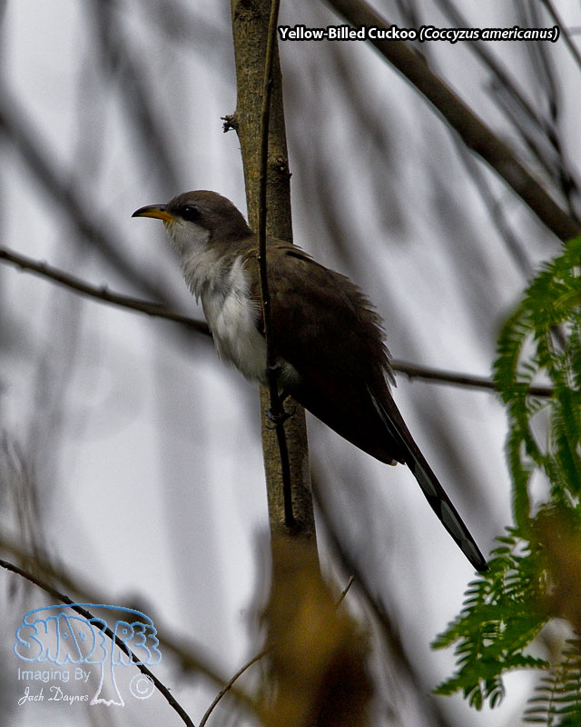 Yellow-Billed Cuckoo - Coccyzus americanus