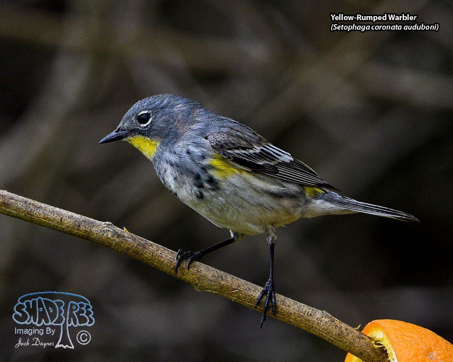 Yellow-Rumped Warbler - Setophaga coronata auduboni