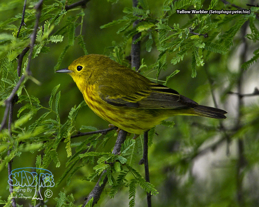 Yellow Warbler - Setophaga petechia