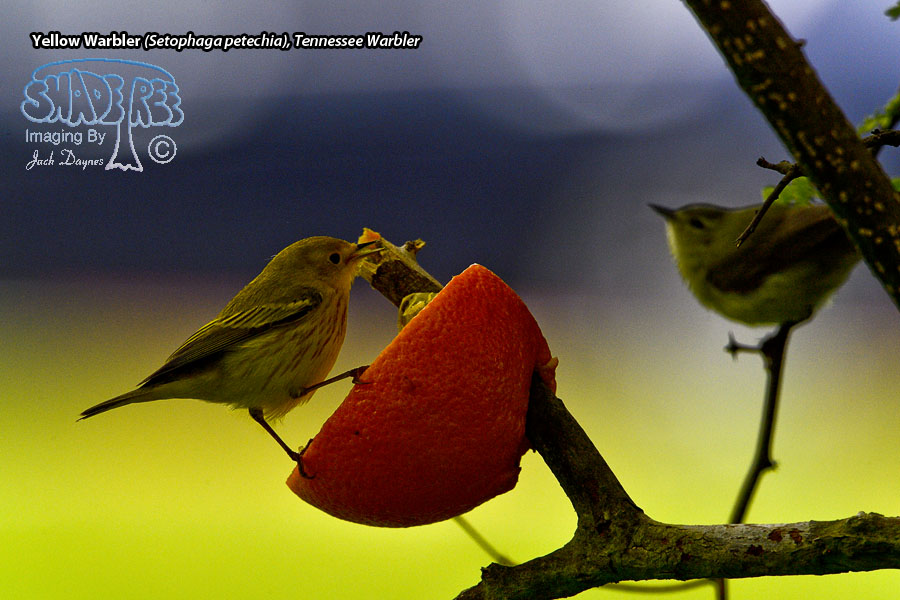 Yellow Warbler - Setophaga petechia