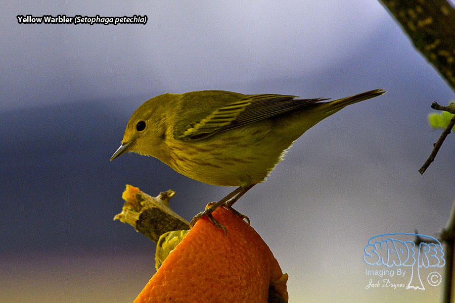 Yellow Warbler - Setophaga petechia