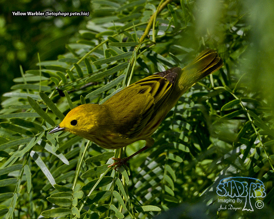 Yellow Warbler - Setophaga petechia