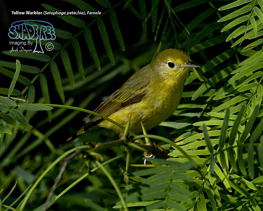 Yellow Warbler - Setophaga petechia