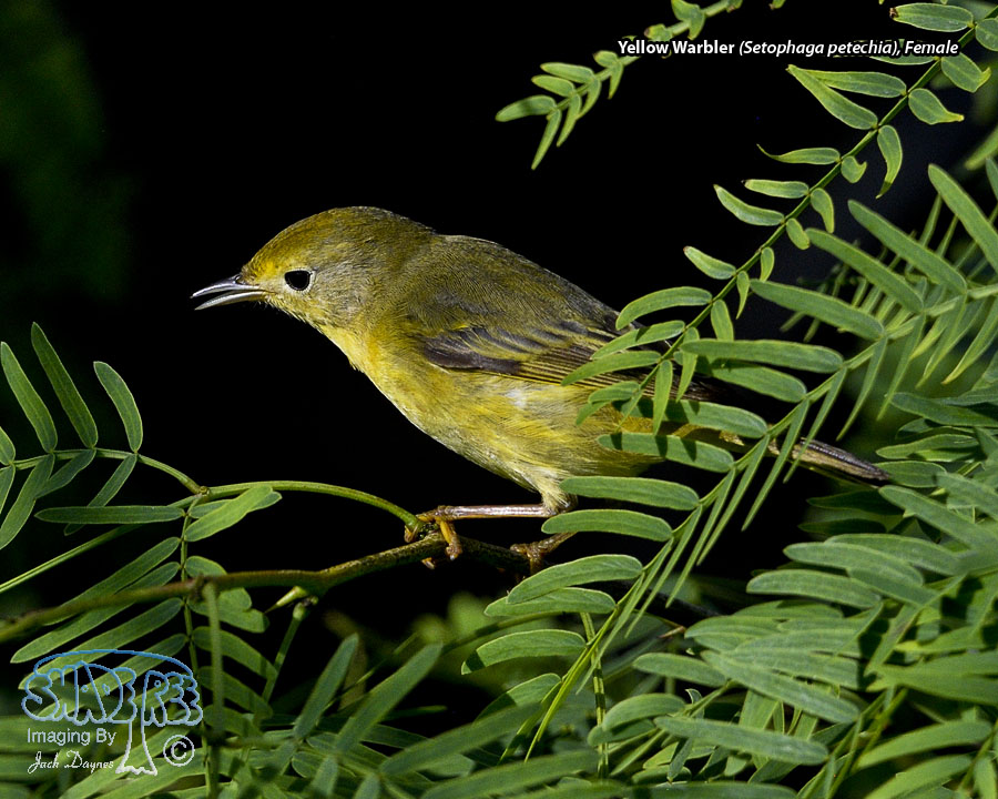 Yellow Warbler - Setophaga petechia