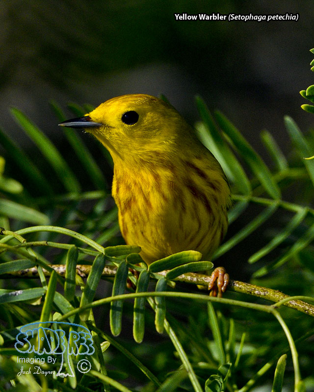 Yellow Warbler - Setophaga petechia