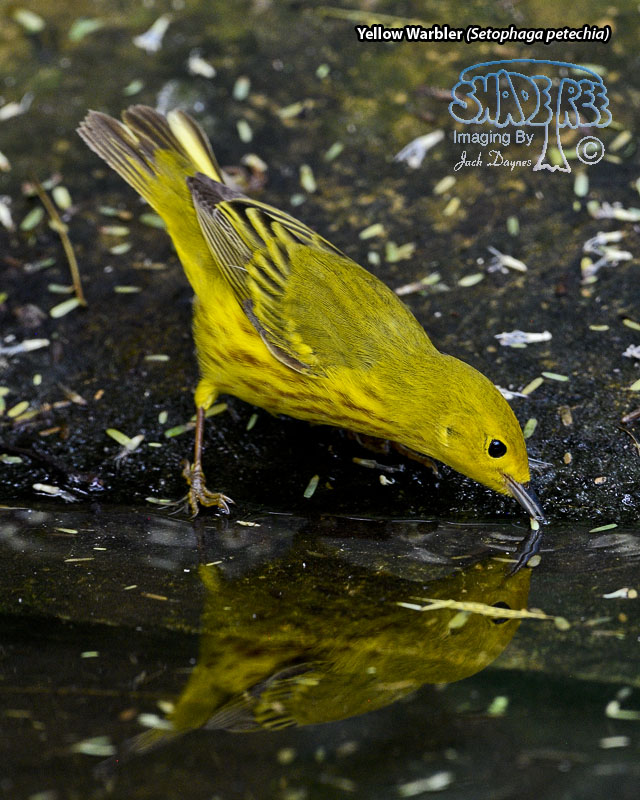 Yellow Warbler - Setophaga petechia