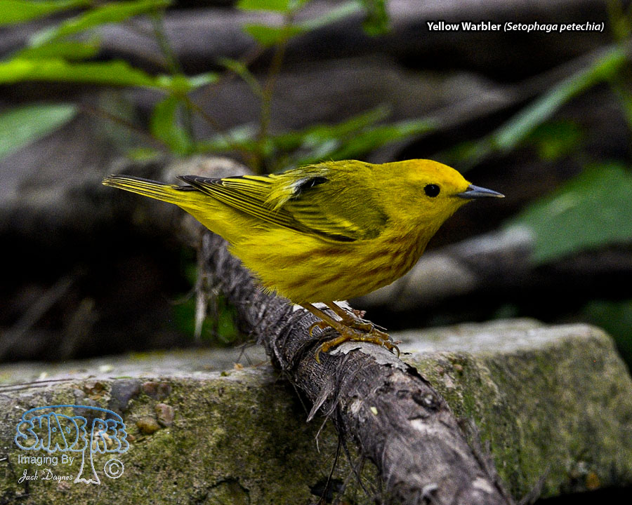 Yellow Warbler - Setophaga petechia