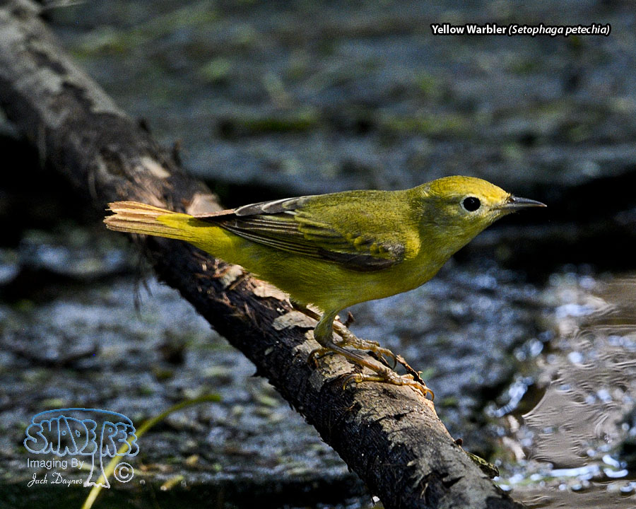 Yellow Warbler - Setophaga petechia
