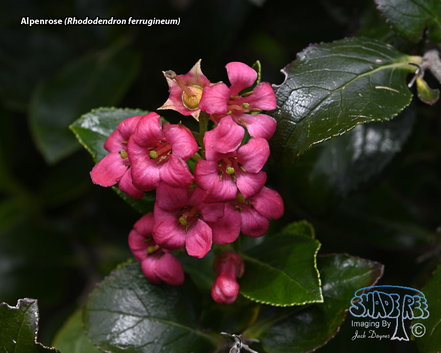 Alpenrose - Rhododendron ferrugineum