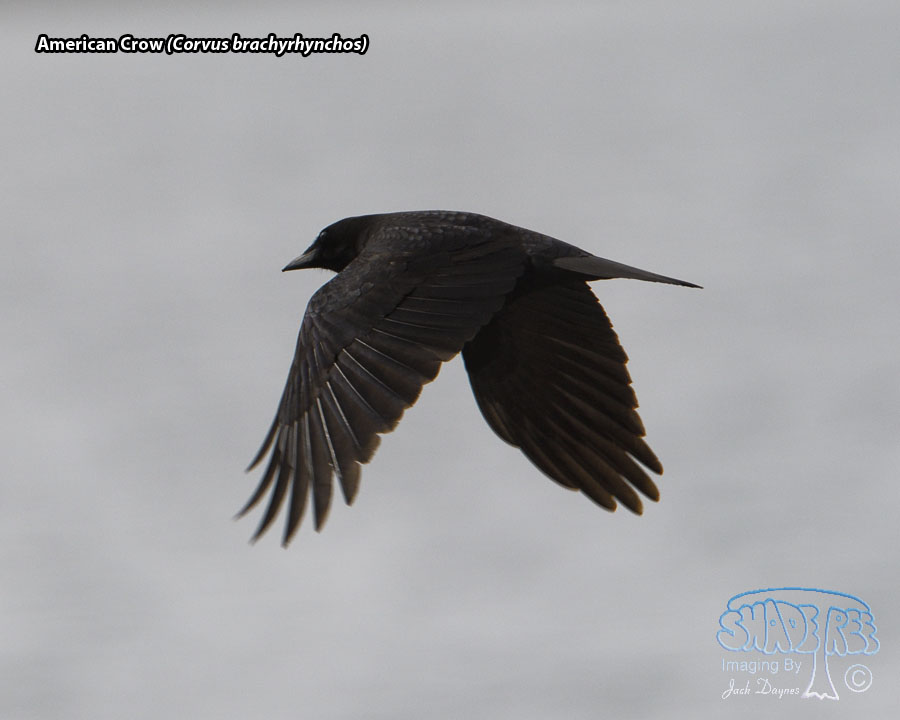 American Crow - Corvus brachyrhynchos