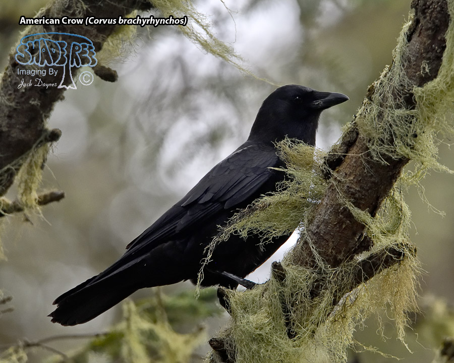 American Crow - Corvus brachyrhynchos