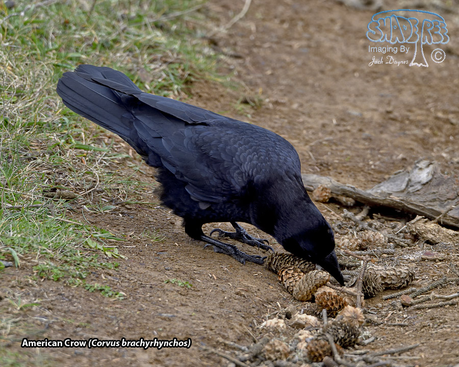 American Crow - Corvus brachyrhynchos