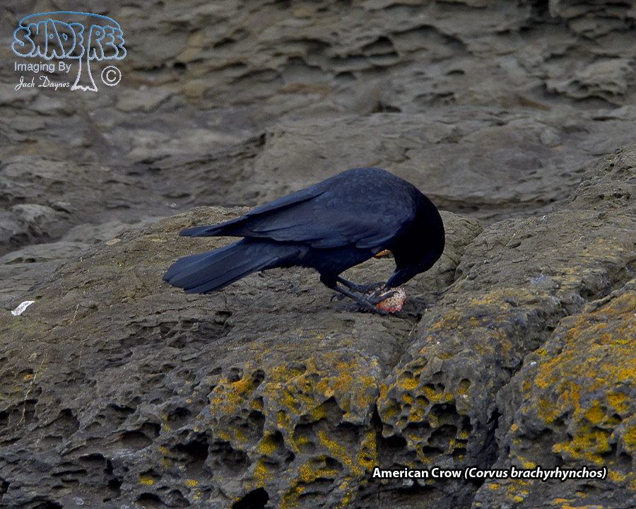 American Crow - Corvus brachyrhynchos