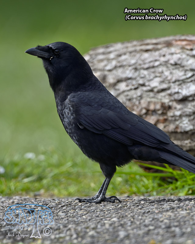 American Crow - Corvus brachyrhynchos