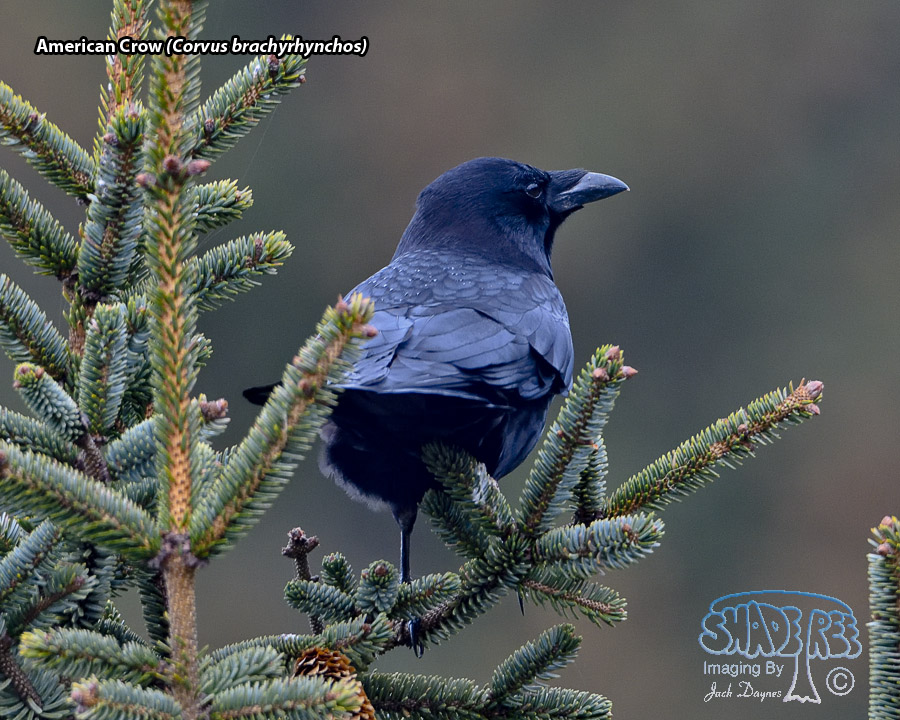 American Crow - Corvus brachyrhynchos