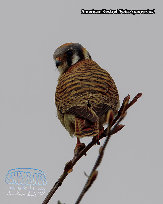American Kestrel - Falco sparverius