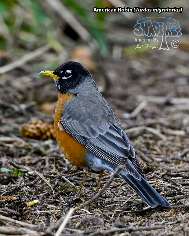American Robin - Turdus migratorius