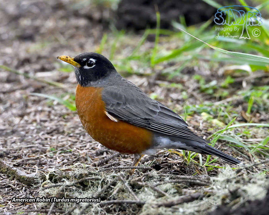 American Robin - Turdus migratorius