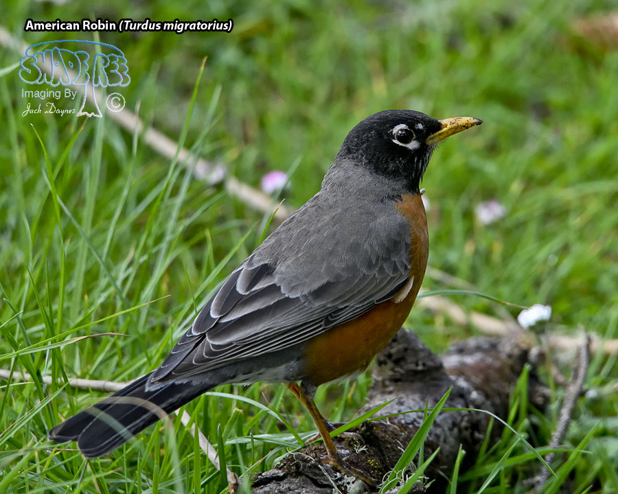 American Robin - Turdus migratorius