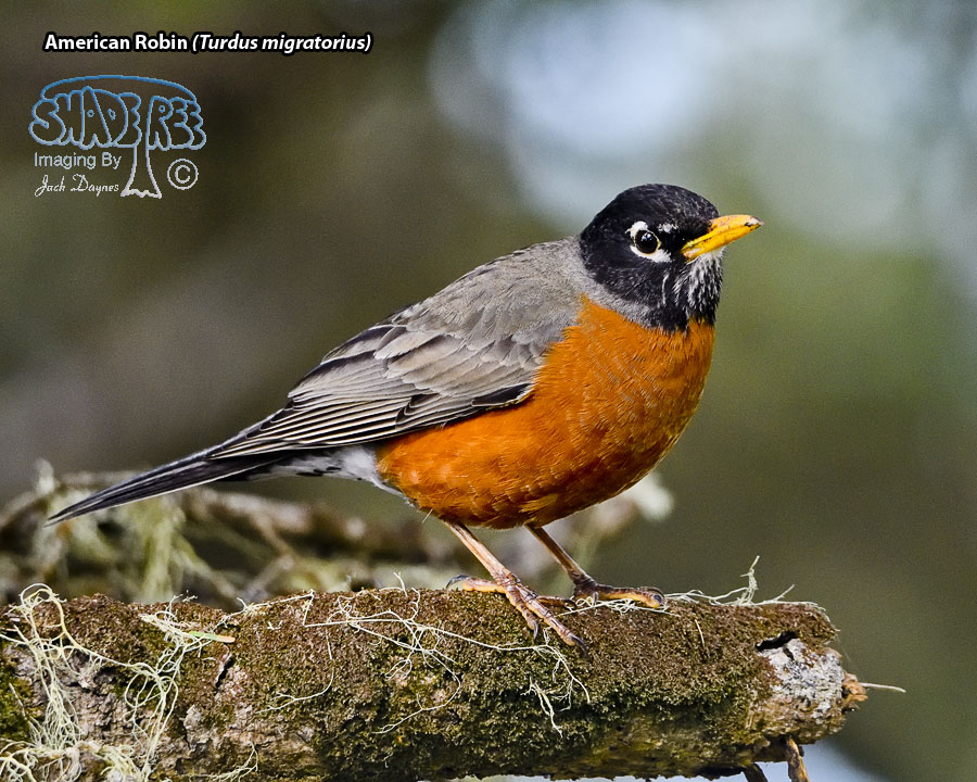American Robin - Turdus migratorius