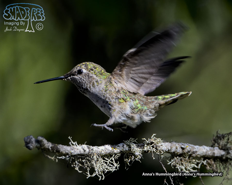 Anna's Hummingbird - Calypte anna