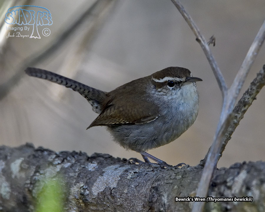 Bewick's Wren - Thryomanes bewickii