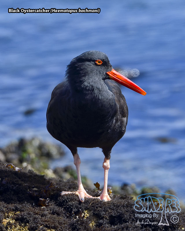 Black Oystercatcher - Haematopus bachmani