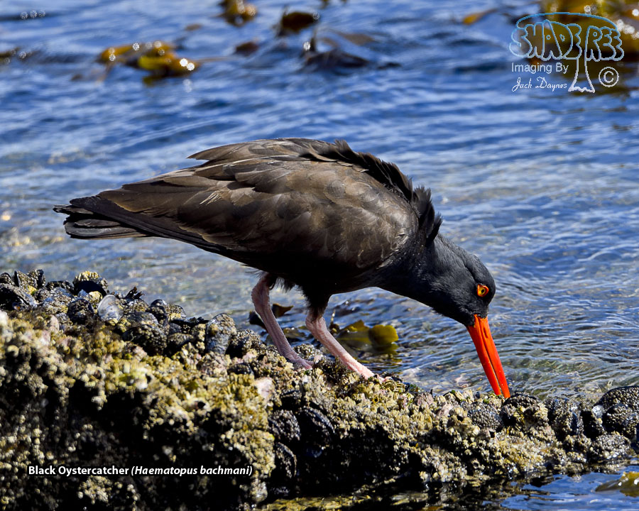 Black Oystercatcher - Haematopus bachmani