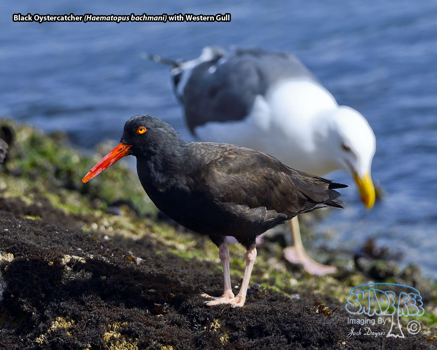 Black Oystercatcher - Haematopus bachmani