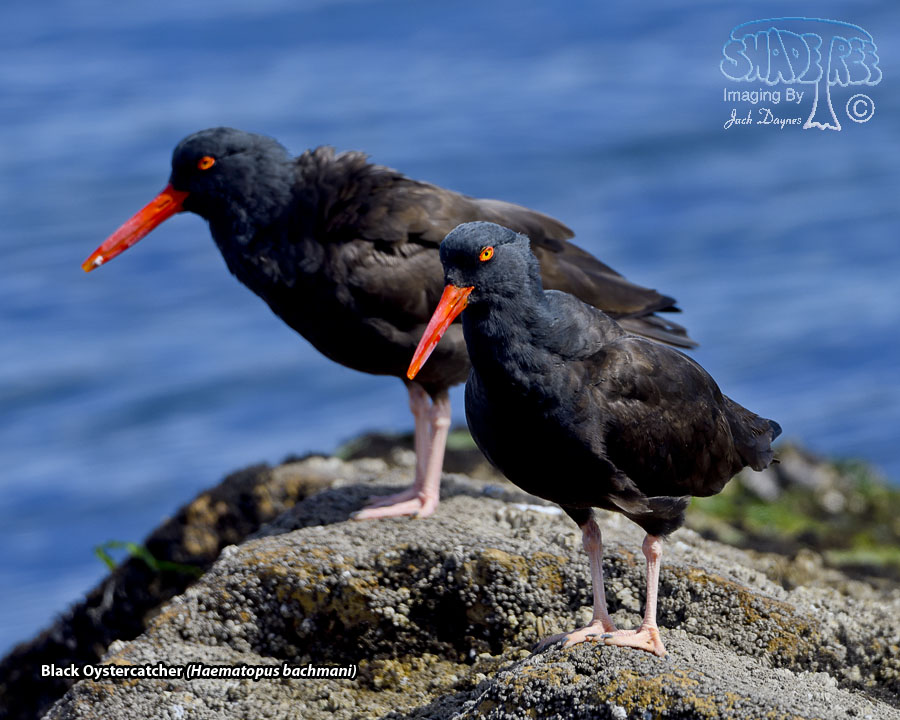 Black Oystercatcher - Haematopus bachmani