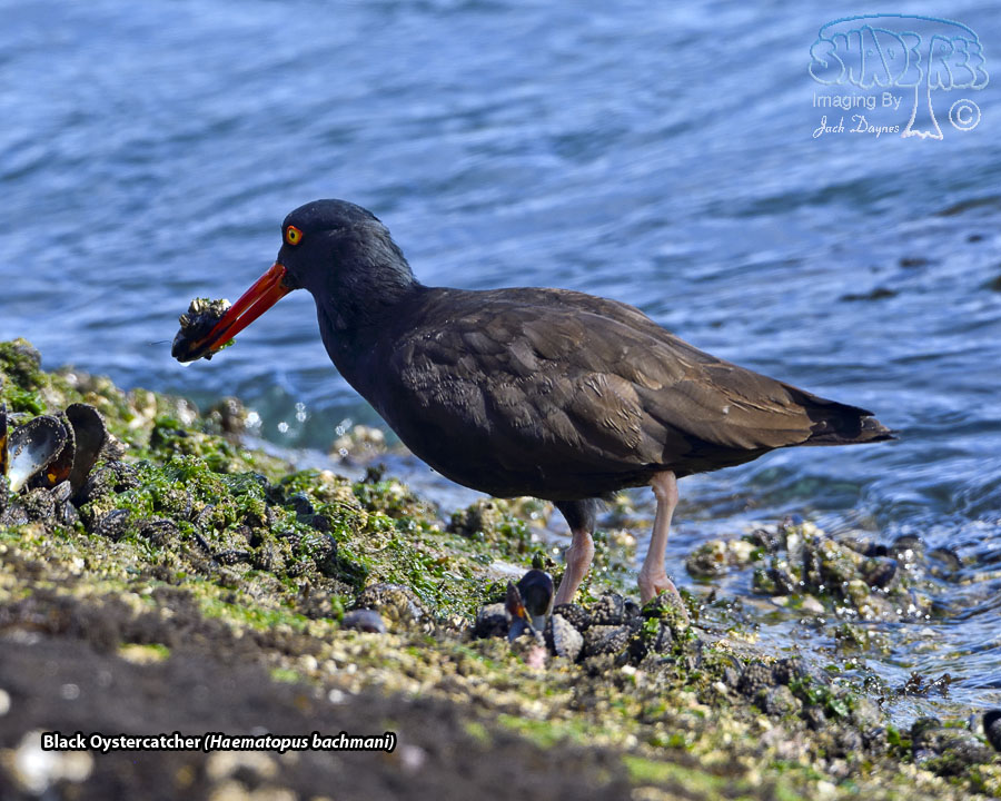 Black Oystercatcher - Haematopus bachmani